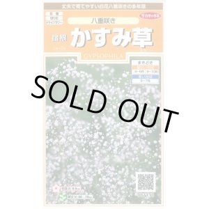 画像: 送料無料　花の種　宿根　かすみ草　八重咲き　約110粒　　(株)サカタのタネ　実咲200（026312）