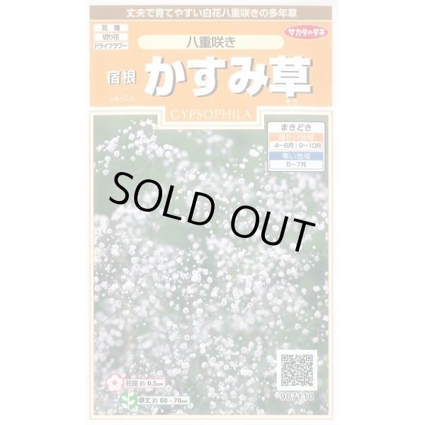 画像1: 送料無料　花の種　宿根　かすみ草　八重咲き　約110粒　　(株)サカタのタネ　実咲200（026312） (1)