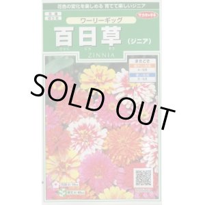 画像: 送料無料　花の種　百日草　(ジニア)　ワーリーギッグ　約60粒　(株)サカタのタネ　実咲250（026284）