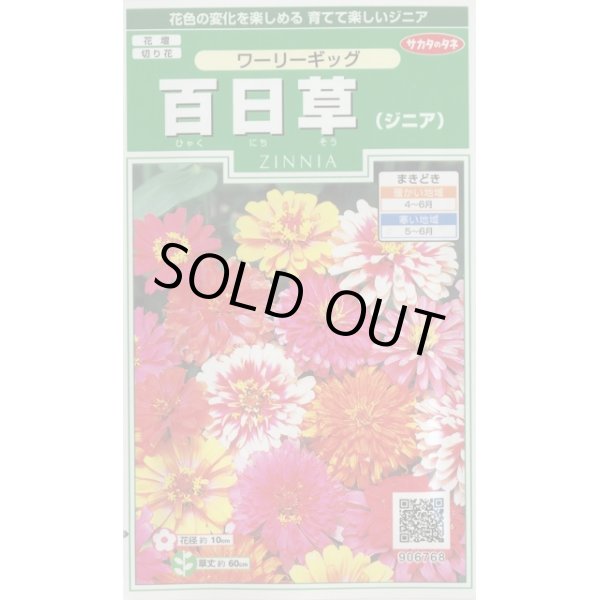 画像1: 送料無料　花の種　百日草　(ジニア)　ワーリーギッグ　約60粒　(株)サカタのタネ　実咲250（026284） (1)