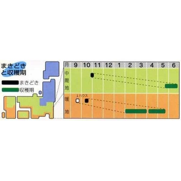 画像4: 送料無料　[そら豆]　仁徳一寸　1dl(およそ29粒)　タキイ種苗 (4)