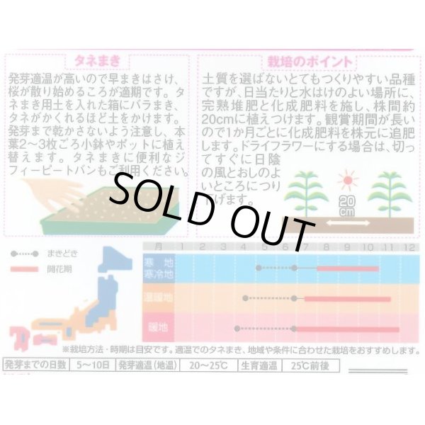 画像2: 送料無料　花の種　千日紅　ネオンローズ　約50粒　(株)サカタのタネ　実咲350（026117） (2)