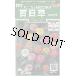 画像: 送料無料　花の種　百日草(ジニア)　極小切り花用　ミニポンポンミックス　約29粒　(株)サカタのタネ　実咲250（026285）