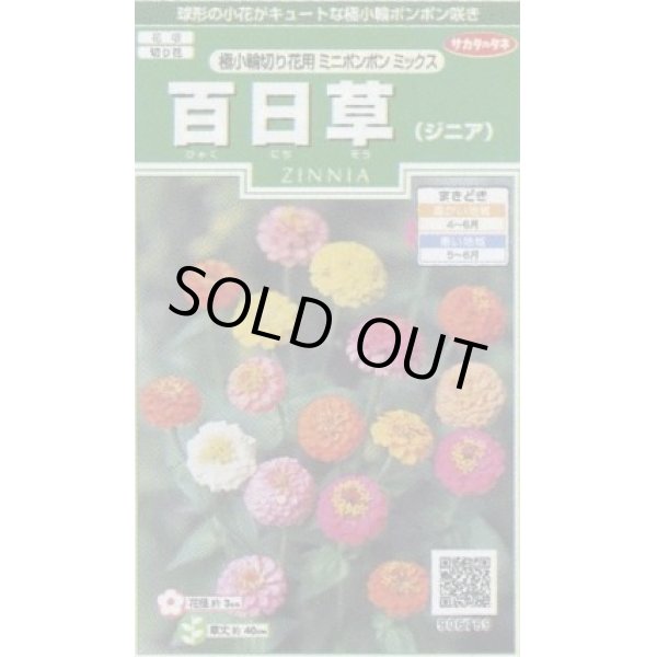 画像1: 送料無料　花の種　百日草(ジニア)　極小切り花用　ミニポンポンミックス　約29粒　(株)サカタのタネ　実咲250（026285） (1)