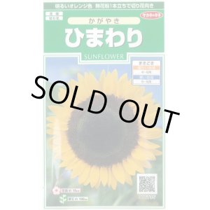 画像: 送料無料　花の種　ひまわり　かがやき　約14粒　(株)サカタのタネ　実咲250（026273）