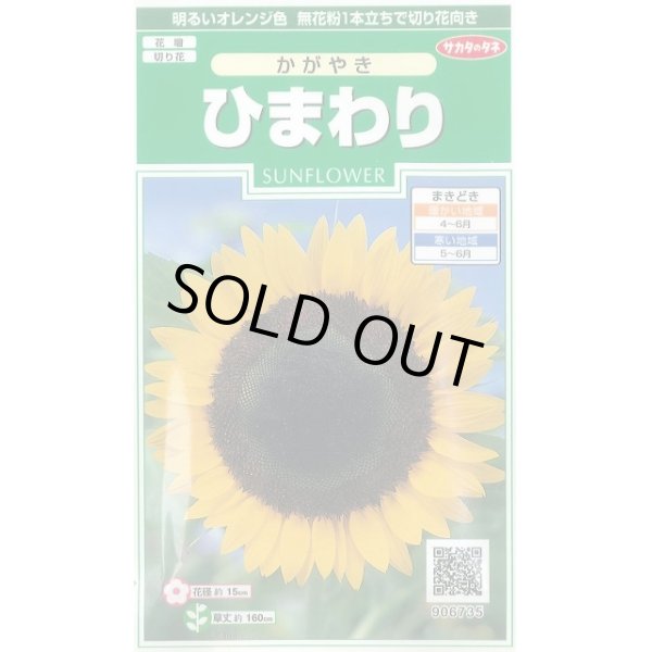 画像1: 送料無料　花の種　ひまわり　かがやき　約14粒　(株)サカタのタネ　実咲250（026273） (1)