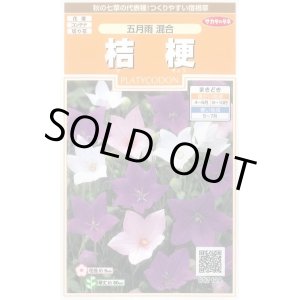 画像: 送料無料　花の種　桔梗　五月雨混合　約167粒　(株)サカタのタネ　実咲200（026315）