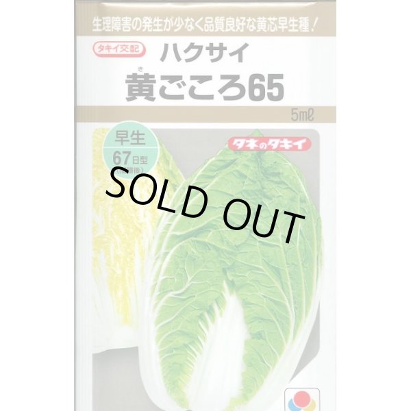 画像1: 送料無料　[白菜]　黄ごころ65　5ml　タキイ種苗(株) (1)