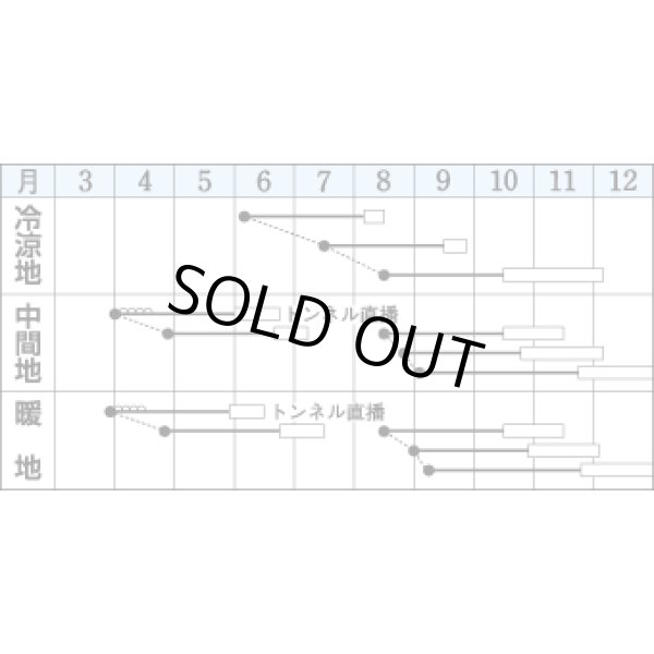 画像2: 送料無料　[白菜]　耐病六十日　2.2ml　タキイ種苗(株)　DF (2)