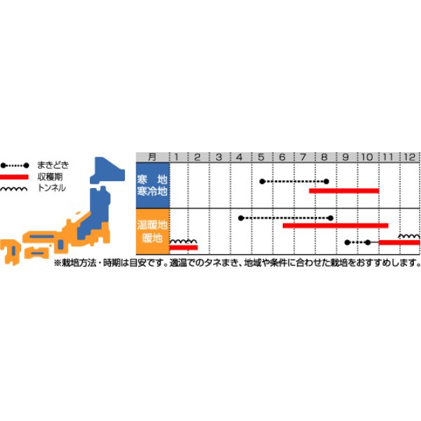 画像2: 送料無料　[ハーブの種]　パクチー　約250粒　(株)サカタのタネ　実咲（002996） (2)