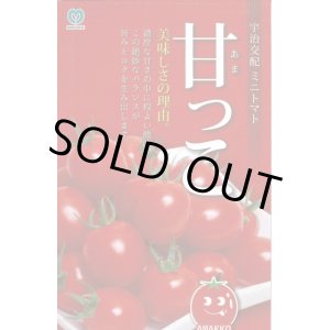 画像: 送料無料　[トマト/ミニトマト]　甘っこ　★500粒　宇治交配