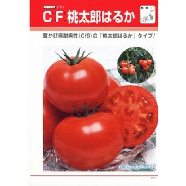 画像3: 送料無料　[トマト/桃太郎系]　ＣＦ桃太郎はるか　1000粒　タキイ種苗(株) (3)