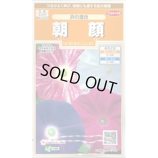 画像1: 送料無料　花の種　朝顔　浜の混合　約8粒　(株)サカタのタネ　　実咲200（026305） (1)