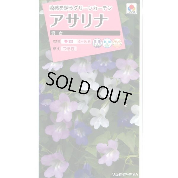 画像1: 送料無料　花の種　アサリナ　混合　小袋　タキイ種苗(株)(ＮL300) (1)