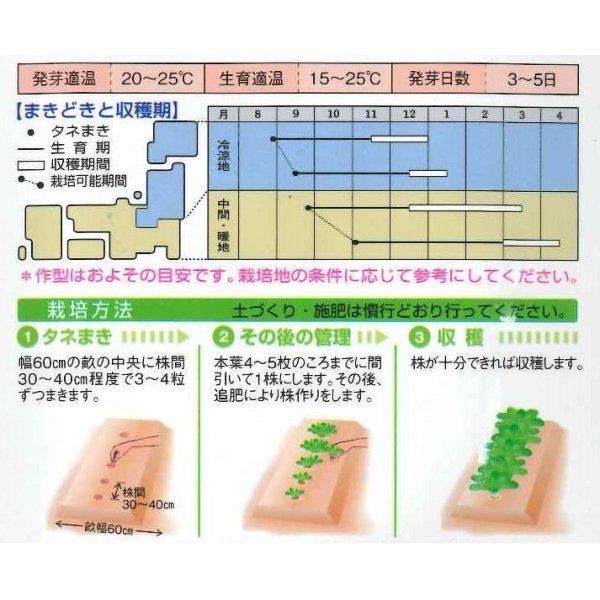 画像2: 送料無料　[葉物]　ビタミン菜　7ml　タキイ種苗(株)　MF (2)