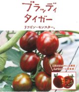 画像: 送料無料　[トマト/マウロの地中海ミニトマト]　ブラッディタイガー　100粒　サナテックシード（株）