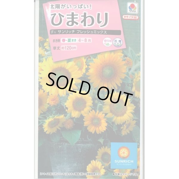 画像1: 送料無料　花の種　ひまわり　サンリッチフレッシュミックス　小袋　タキイ種苗(株) (1)