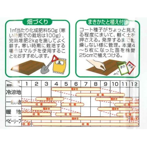 画像2: 送料無料　[レタス]　ハンサムグリーン　100粒　横浜植木(株) (2)