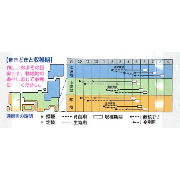 画像3: 送料無料　[キャベツ]　YR春空　1.2ml　(およそ190粒)貴種(コートしてません)　タキイ種苗(株)　DF (3)