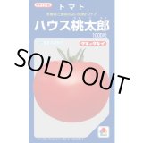 画像: 送料無料　[トマト/桃太郎系]　ハウス桃太郎　1000粒　貴種(コートしてません)　タキイ種苗(株)