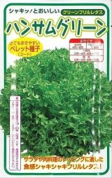 画像: 送料無料　[レタス]　ハンサムグリーン　100粒　横浜植木(株)