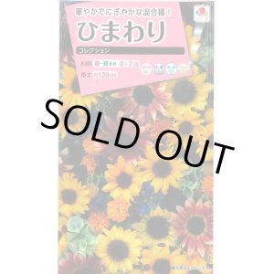 画像: 送料無料　花の種　ひまわり　コレクション　小袋　タキイ種苗(株)