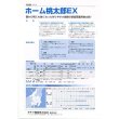 画像4: 送料無料　[トマト/桃太郎系]　ホーム桃太郎ＥＸ　29粒　タキイ種苗(株)　DF (4)