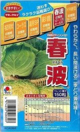 画像: 送料無料　[キャベツ]　春波　150粒　ペレット種子　タキイ種苗(株)