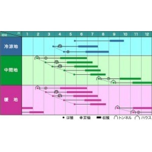 画像2: [いんげん]　ビックリジャンボ　1L　ヴィルモランみかど (2)