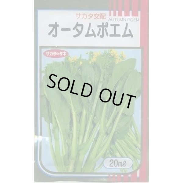 画像1: 送料無料　[葉物]　オータムポエム　20ml　（株）サカタのタネ (1)