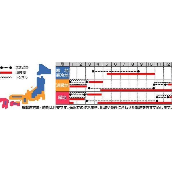 画像3: 送料無料　[小松菜]　わかみ　2dl　（株）サカタのタネ (3)