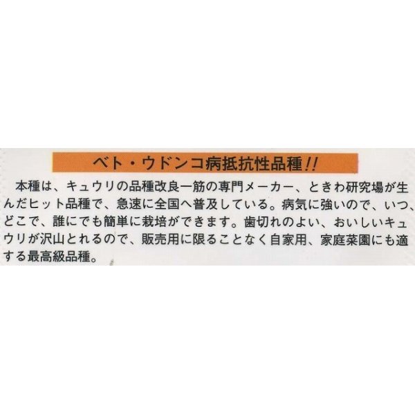 画像3: 送料無料　[キュウリ]　ときわの光　20粒　(株)(株)ときわ研究場 (3)