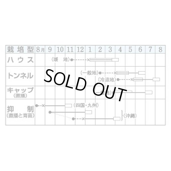 画像3: 送料無料　[かぼちゃ]　栗えびす　19粒　タキイ種苗(株)　DF (3)