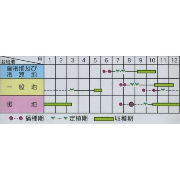 画像3: 送料無料　[キャベツ]　金春　約65粒　(株)サカタのタネ　実咲450（002913） (3)