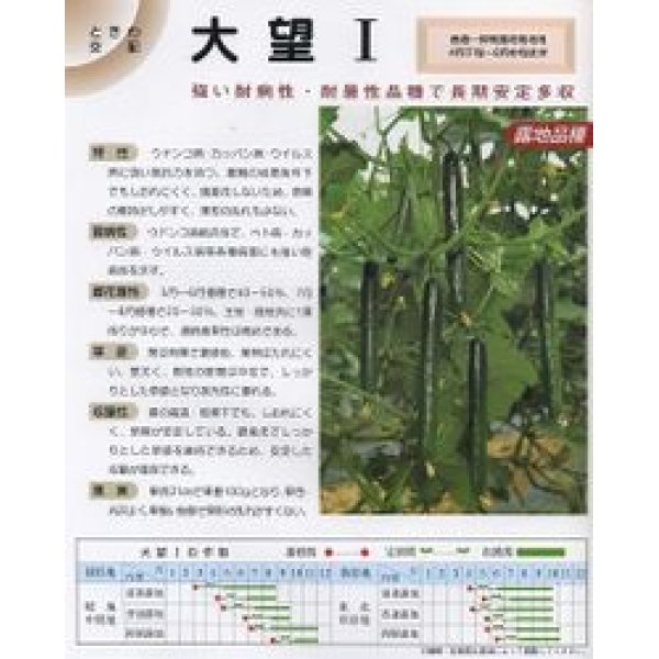 画像2: 送料無料　[キュウリ]　大望1　350粒　(株)ときわ研究場 (2)