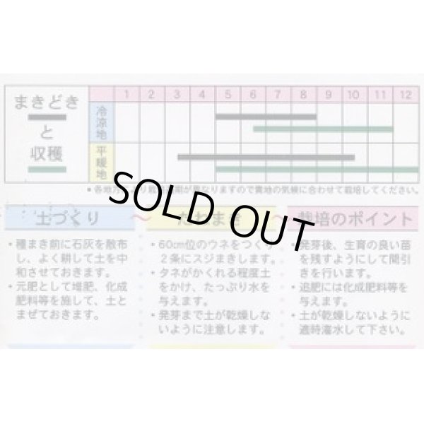 画像2: 送料無料　[葉物]　岡ひじき　10ml　(株)タカヤマシード (2)