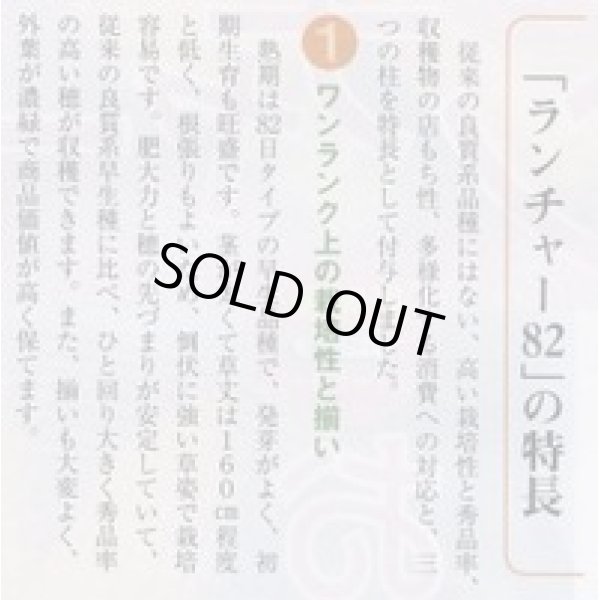 画像2: 送料無料　[とうもろこし]　ランチャー82　200粒　タキイ種苗 (2)