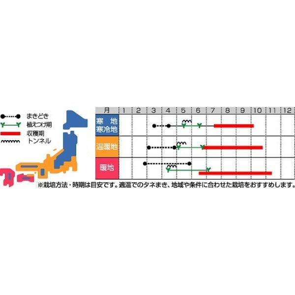 画像2: 送料無料　[トマト/大玉トマト]　サンロード　20ml (2)