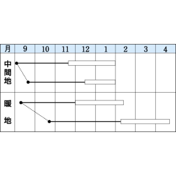 画像2: 送料無料　[葉物]　冬華　5ml　タキイ種苗(株)　GF (2)