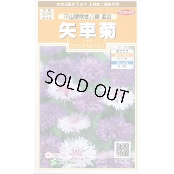 画像1: 送料無料　花の種　矢車菊　平山寒咲き八重混合　約67粒　(株)サカタのタネ　実咲200（026366） (1)