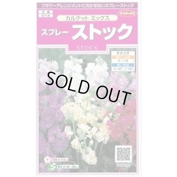 画像1: 送料無料　花の種　スプレーストック　カルテットミックス　約75粒　(株)サカタのタネ　実咲350（026116） (1)