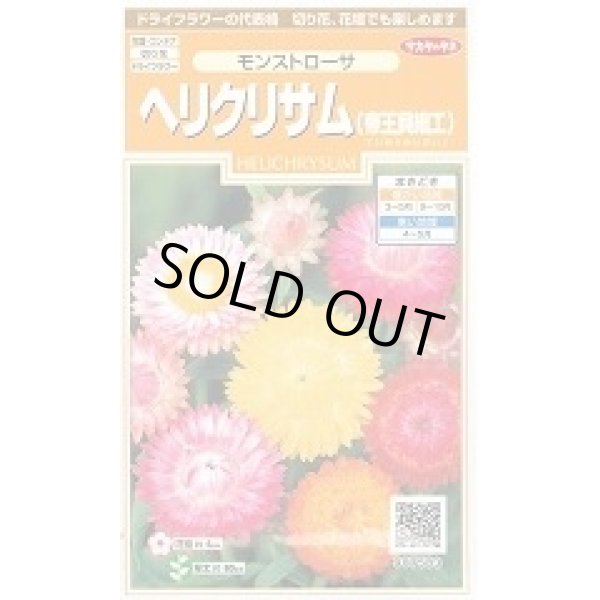 画像1: 送料無料　花の種　ヘリクリサム　帝王貝細工　モンストローサ　約215粒　　(株)サカタのタネ　実咲200（026355） (1)