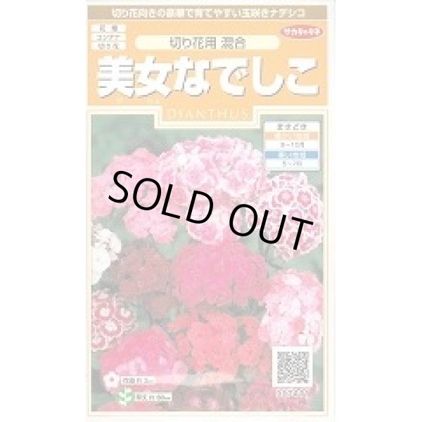 画像1: 送料無料　花の種　美女なでしこ　切り花用混合　約175粒　(株)サカタのタネ　実咲200（026342） (1)