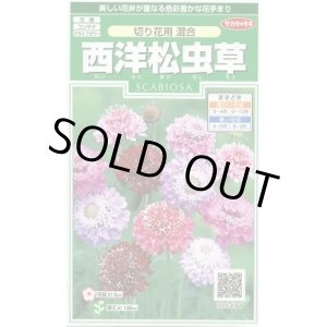 画像: 送料無料　花の種　西洋松虫草　切り花用混合　約43粒　(株)サカタのタネ　実咲250（026251）