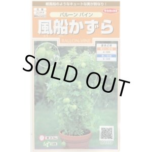 画像: 送料無料　花の種　風船かずら　(株)サカタのタネ　　実咲200（026350）