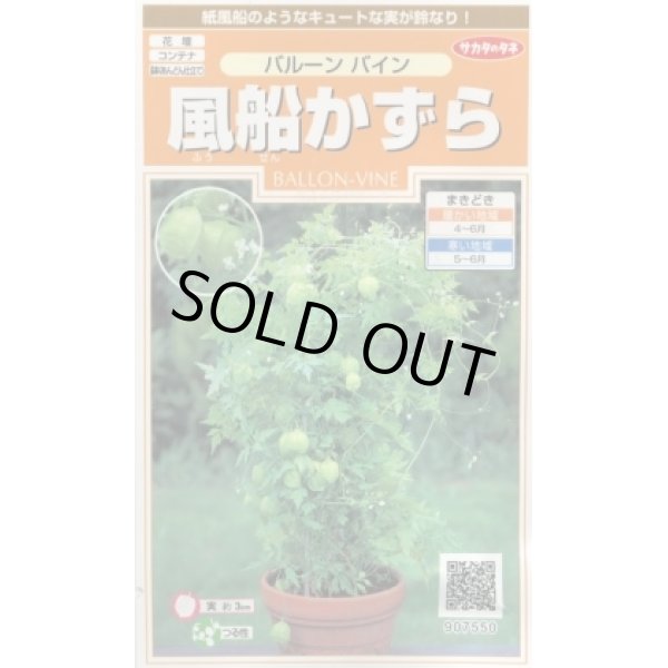 画像1: 送料無料　花の種　風船かずら　(株)サカタのタネ　　実咲200（026350） (1)