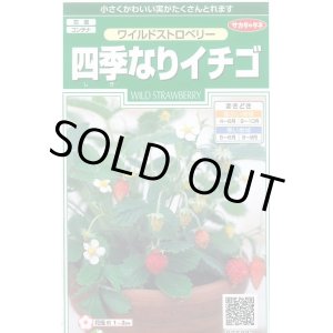 画像: 送料無料　花の種　ワイルドストロベリー　(四季なりイチゴ)　約143粒　　(株)サカタのタネ　実咲250（026217）