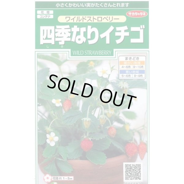 画像1: 送料無料　花の種　ワイルドストロベリー　(四季なりイチゴ)　約143粒　　(株)サカタのタネ　実咲250（026217） (1)