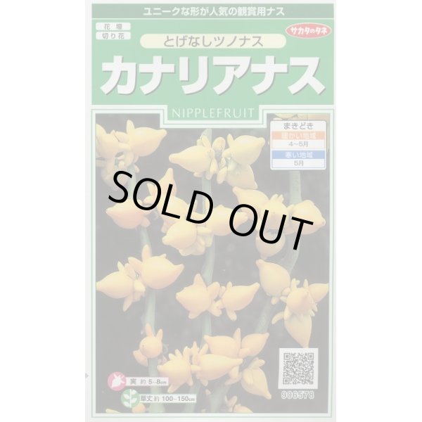 画像1: 送料無料　花の種　カナリアナス　(とげなしつのなす)　約39粒　(株)サカタのタネ　実咲250（026258） (1)