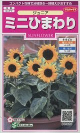画像: 送料無料　花の種　ミニひまわり　ジュニア　15粒　(株)サカタのタネ　実咲350（026150）